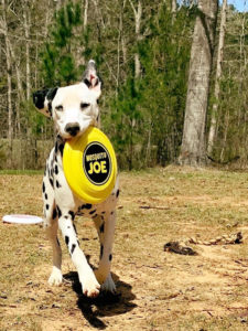 In the yard of a Mississippi home, a black-and-white spotted dog enjoys playing with a Mosquito Joe frisbee.